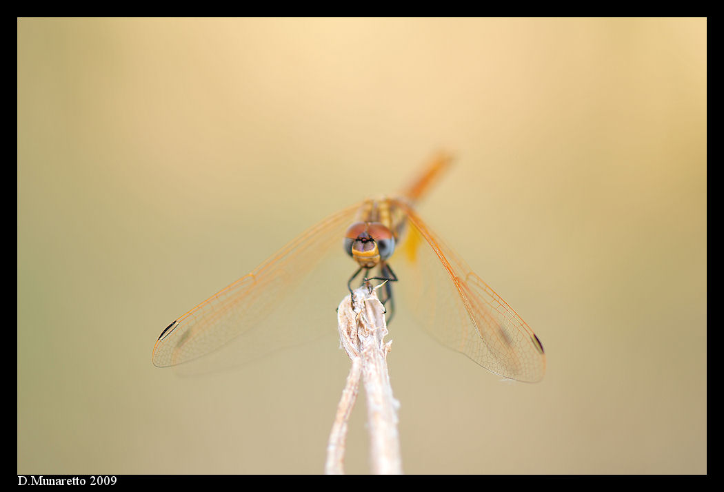 Libellule...nella nebbia!